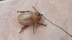 Pelidnota laevissima