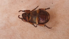 Pelidnota laevissima