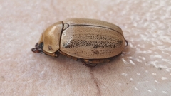 Pelidnota laevissima