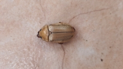 Pelidnota laevissima