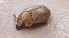 Pelidnota laevissima