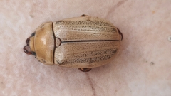 Pelidnota laevissima