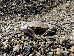 Liocarcinus vernalis