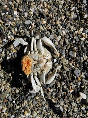 Liocarcinus vernalis