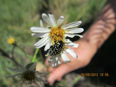 Afroaster pleiocephalus