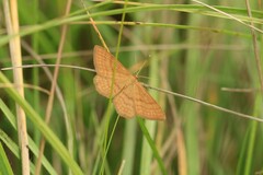 Idaea ochrata