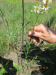 Afroaster pleiocephalus