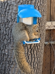 Sciurus niger