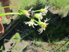 Afroaster pleiocephalus