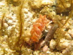 Coryphellina flamma