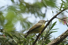 Anthreptes malacensis