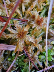 Sphagnum majus