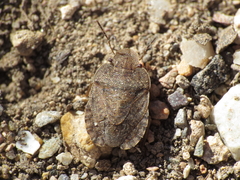 Sciocoris homalonotus