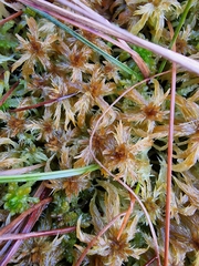 Sphagnum majus