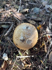 Amanita velosa