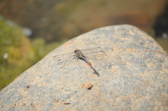 Paragomphus sinaiticus