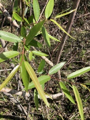 Salix caroliniana