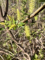Salix caroliniana