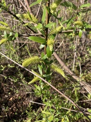 Salix caroliniana