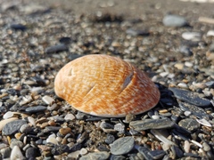 Glycymeris glycymeris