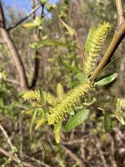 Salix caroliniana