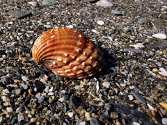 Acanthocardia echinata