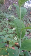 Polygonatum multiflorum