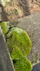 Bryum argenteum