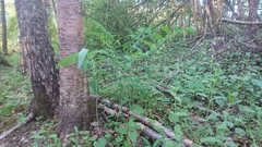 Polygonatum multiflorum