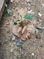 Cavanillesia platanifolia