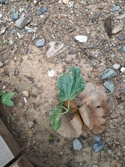 Cavanillesia platanifolia