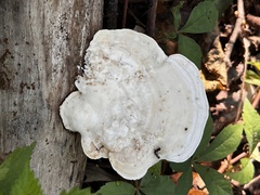 Trametes gibbosa