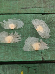 Amphilophium