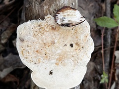 Trametes gibbosa