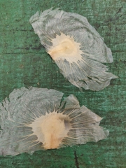 Amphilophium