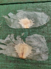 Amphilophium