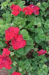 Pelargonium × hybridum