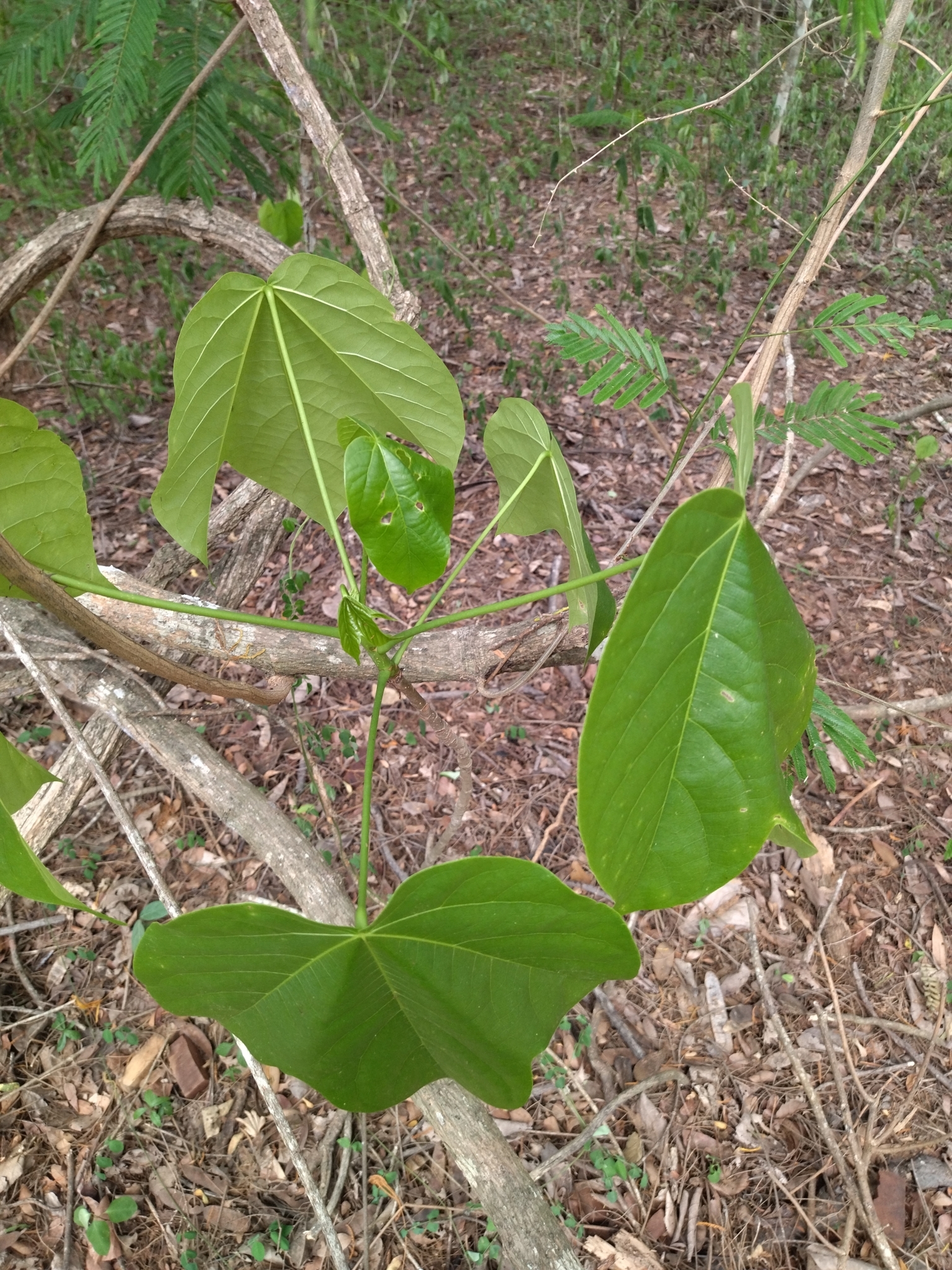 Cavanillesia platanifolia image