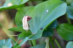 Arisarum
