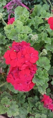 Pelargonium × hybridum