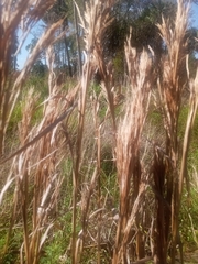 Andropogon floridanus