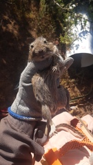 Octodon degus