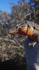 Callopistes maculatus