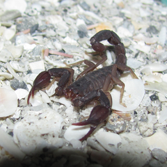 Pseudouroctonus reddelli