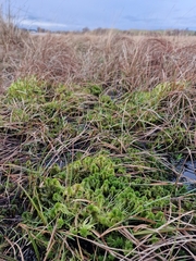 Sphagnum flexuosum
