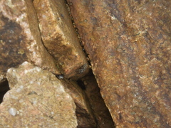 Hakka
