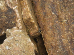 Hakka
