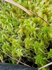 Sphagnum flexuosum