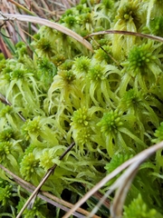 Sphagnum flexuosum