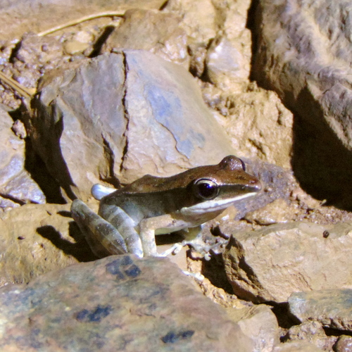 Moluccas Frog, Hylarana moluccana